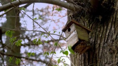 Kırsal ahşap bir kuş evi, bir ağacın engebeli kabuğuna sabitlenmiş, taze, yeşil bahar yapraklarının arasından gizlice bakıyor, doğadaki gençleşmenin özünü yakalıyor.
