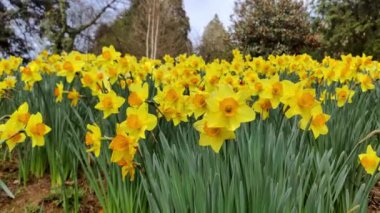 Bereketli yeşillik ve parlak sarı nergisler, baharın gelişini simgeleyen sakin bir park ortamında manzaraya hakim oluyorlar. Mevsimlik temalar ve bahçe meraklıları için mükemmel