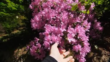 Canlı pembe rhododendron çiçeklerine uzanan, güneş ışığıyla yıkanan, dingin bir bahçede yemyeşil bir zemin üzerine kurulmuş bir elin detaylı görüntüsü.