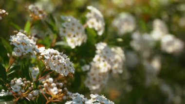 Bereketli beyaz çiçekler, yemyeşil çalılarda toplanmış, yumuşak güneş ışığı altında güneşlenirler. Görüntü ilkbaharın canlılığını ve tazeliğini yayar, tasarım ve dekorasyonda mevsimsel temalar için idealdir.