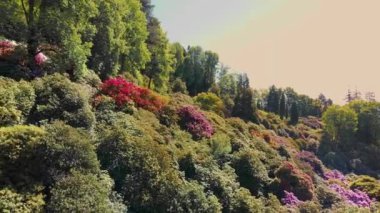 Vadi manzaralı bir ormanda yemyeşil bir bahar çiçeği. Canlı Kırmızı ve Mor Çiçekli Orman Manzarası Hava Manzarası. Verdant Spring Hillside Çiçeklerle Kaplandı