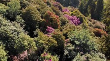 Vadi manzaralı bir ormanda yemyeşil bir bahar çiçeği. Canlı Kırmızı ve Mor Çiçekli Orman Manzarası Hava Manzarası. Verdant Spring Hillside Çiçeklerle Kaplandı
