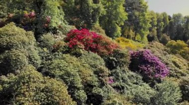 Vadi manzaralı bir ormanda yemyeşil bir bahar çiçeği. Canlı Kırmızı ve Mor Çiçekli Orman Manzarası Hava Manzarası. Verdant Spring Hillside Çiçeklerle Kaplandı
