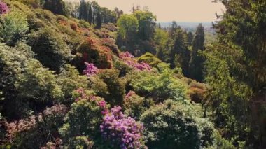 Vadi manzaralı bir ormanda yemyeşil bir bahar çiçeği. Canlı Kırmızı ve Mor Çiçekli Orman Manzarası Hava Manzarası. Verdant Spring Hillside Çiçeklerle Kaplandı