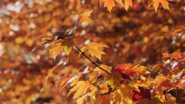 Sarı yapraklar yakın planda ağaçta. Sonbahar günü yapraklar güneş ışığında turuncu ve kırmızıdır. Yüksek kalite 4k görüntü