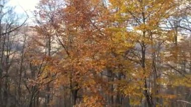 Alplerdeki sonbahar ormanı. Sonbaharın sonunda. Kırmızı, sarı ve turuncu yapraklı ağaçlar. Yüksek kalite 4k görüntü