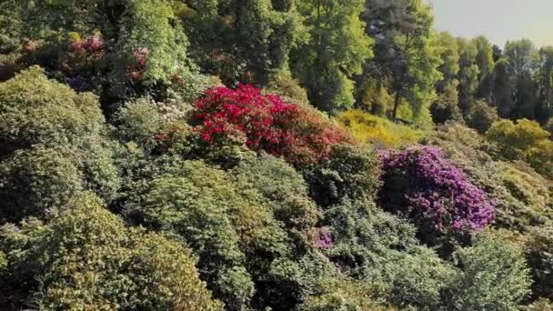 Пишне Весняне Цвітіння Лісовому Ландшафті Видом Долину Лісовий Пейзаж Яскравими — стокове відео