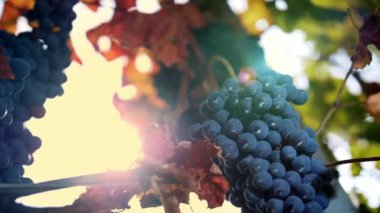 Olgun üzüm demetleri. Yakın plan. Sararmış, beyazlatılmış yapraklı sarmaşık üzümleri, ılık sonbahar günbatımı güneşi ile aydınlatılıyor. Üzüm bağı. Olgun üzümler hasat için hazır. Bağcıklık. Şaraphane ve