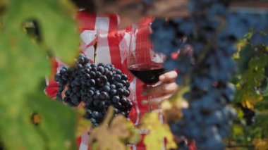 Kadın çiftçi, üzüm bağının ortasında elinde büyük bir demet siyah üzüm ve bir bardak kırmızı şarap tutuyor. Yakın plan. Sarmaşıkta, güneşin ışınlarında olgunlaşmış siyah üzümler.