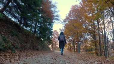 Dağlarda sonbahar. Bir kız, sırt çantalı bir yürüyüşçü, İtalya 'nın Alplerdeki sonbahar ormanlarında yürüyor. Aktif yaşam tarzı. Ağacın kırmızı tonlarını sergilediği sonbahar dağ manzarası