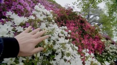 Pembe ve beyaz renklerde açelya ve rhododendron çiçekleri sergilenen canlı bir sergide, bir el çiçeklere uzanarak doğadaki bağlantı ve keşifleri sembolize ediyor.