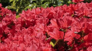 Parlak güneş ışığı altında canlı kırmızı açelyalar yemyeşil yaprak zeminine karşı zengin ve canlı yapraklar sergiliyor. Bahçe ve bahar temaları için mükemmel.