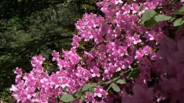 Canlı pembe rhododendron çiçekleri, bereketli yeşil yapraklarla çevrili, benekli güneş ışığı altında serpilmiş, huzurlu bir orman ortamında, ilkbaharın doğal güzelliğini gözler önüne seriyor.