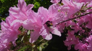 Bir yaban arısı gibi canlı bir doğa gösterisi açelya çiçeklerinin parlak pembe yapraklarıyla hassas bir şekilde etkileşime girer ve bereketli bahar mevsiminde tozlaşmanın güzelliğini gözler önüne serer.