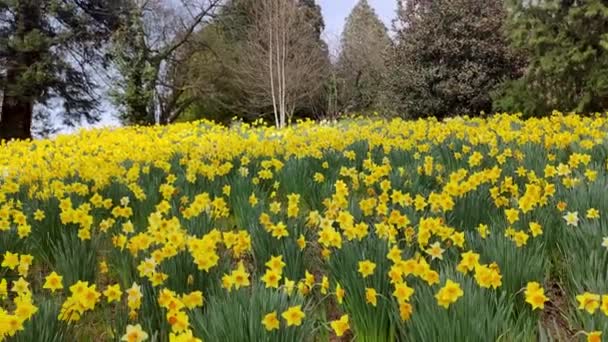Lush Landscape Showcasing Vast Field Yellow Daffodils Backdrop Mixed Evergreen — стокове відео