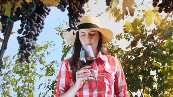 ソムリエ 女性の農夫やワインメーカーは 彼女の手に赤ワインのグラスを保持し ワインの匂いと味を楽しんでいます ブドウ園の真ん中に ブドウの上の熟した黒いブドウの大きな束 光線で — ストック動画