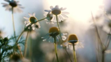 Yazın başlarındaki dingin atmosferi bu canlı sabah güneşiyle yıkanmış papatya çiçekleri tasviri ile yakalayın. Doğanın güzelliğini gözler önüne serin.