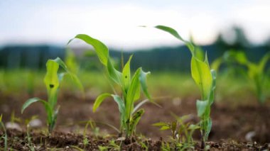 Vibrant young corn plants growing in rich, moist soil against a backdrop of lush countryside, symbolizing sustainable agriculture and growth