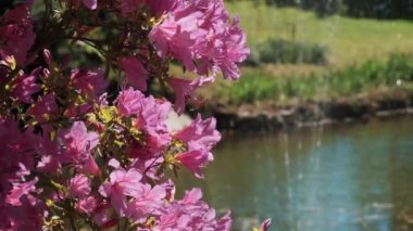 Canlı pembe rhododendron çiçeklerinin yakın plan çekimi tam çiçeklenme, güneşli bir gölet ve yumuşak odaklı arka planda yeşillik, bahar temalı tasarımlar için mükemmel