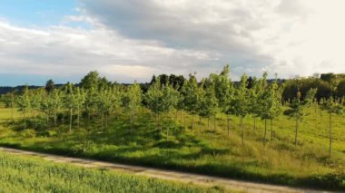 Berrak mavi gökyüzünün altında düzgünce sıralanmış genç ağaçların bulunduğu canlı bir manzara, taze yeşil çimenleri kesen toprak bir yol, sükunet ve yeniden ağaçlandırmanın güzelliğini gözler önüne seriyor.