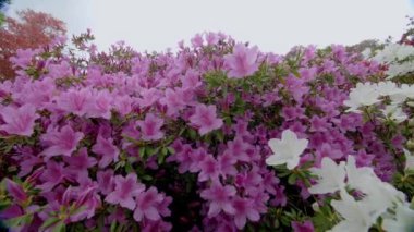 Çiçek açmış gür ve canlı açelyalar açık hava bahçe ortamında nefes kesici bir görüntü oluşturur. Pembe ve beyaz çiçekler sergilenir.
