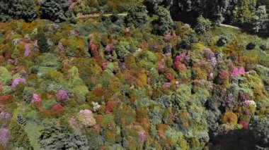 Canlı pembe ve mor rhododendronlar bir yamaçtaki yemyeşil yemyeşil ile tezat oluşturarak, çeşitli tasarım uygulamaları için mükemmel ilkbahar güzelliği soluk kesen bir manzara sunuyor.