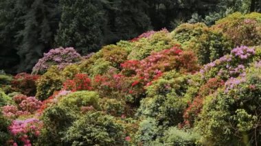 Değişik renklerde canlı rhododendron çiçekleri yemyeşil orman örtüsü sunar. Baharın tipik doğal güzelliklerinin resimsel bir görüntüsünü sunar.