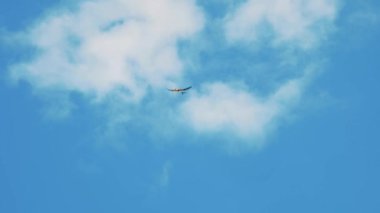 Küçük bir uçak açık mavi bir gökyüzünde süzülür, yumuşak, beyaz bulut çizgileriyle vurgulanır. Sahne, çeşitli yaratıcı projeler için uygun sakin bir uçuş sahnesini tasvir ediyor.