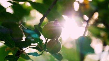 Meyve bahçesindeki bir ağacın dallarına asılı taze elmaların yakın plan çekimi, batan güneşin ılık parıltısı, doğanın sakinliği ve taze tarım ürünü kavramı tarafından aydınlatılması.