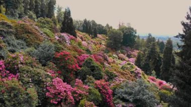 Pembe, mor ve beyaz renklerle kaplanmış canlı açelya çiçekleriyle kaplı bir yamaçtan muhteşem bir manzara. İlkbahar paletlerinin doğasını gözler önüne seriyor.