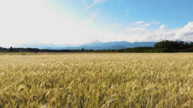 Geniş bir altın buğday tarlası berrak mavi bir gökyüzünün altında uzanır, uzak dağ siluetleriyle çevrili, sakin kırsal güzelliği somutlaştıran doğa temalı tasarımlar için ideal.