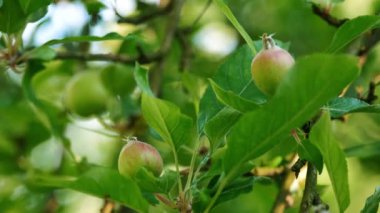 Yeşillik dallarda canlı genç elmalar meyve bahçesinin tazeliğini ön plana çıkararak yazın ilk zamanlarındaki meyvelerin doğal büyüme safhasını gözler önüne seriyor.