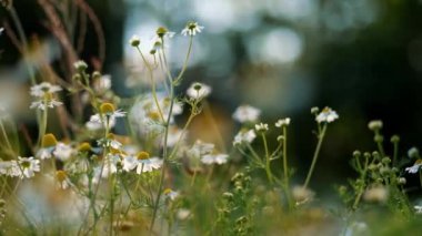 Narin taç yaprakları ve rüya gibi bir bokeh etkisi içeren bu yakın çekim papatya ile yaz çayırlarının dinginliğini yakalayın. Barışı ve doğal güzelliği çağrıştıran tasarımlar için mükemmel.