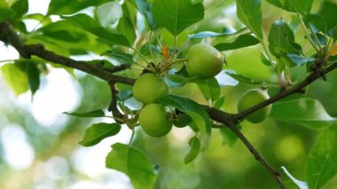 Canlı, olgunlaşmamış elmalar yapraklı bir daldan sarkan, sakin bir meyve bahçesinin ortasında güneş ışığıyla yıkanan
