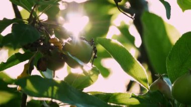 Parlak güneş ışığı yaprakların arasından süzülüp yeşil elmalara sıcak bir parıltı yayıyor. dingin atmosfer ve yemyeşil yeşillik bolluğu vurguluyor sağlık ve doğadan esinlenilmiş temalar için mükemmel.