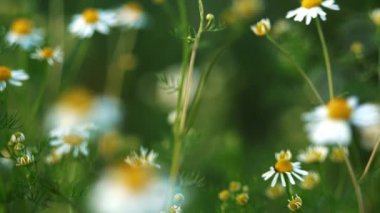 Yaz melteminde hafifçe bulanık olan papatya tarlasının yakın plan görüntüsü meditasyon rehberleri ve doğadan esinlenen tasarımlar için mükemmel sakin ve rahatlatıcı bir arka plan oluşturur.