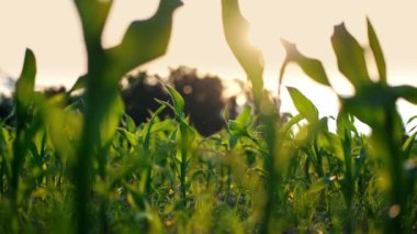 Bereketli mısır tarlası ılık altın ışıkla yıkanmış, taze yeşil yapraklar yumuşak odaklı arka planda, dingin bir tarımsal ortamı resmediyor.