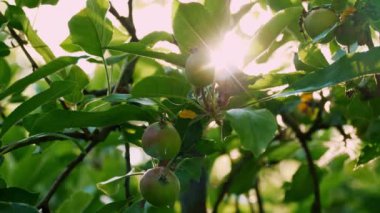 Canlı, olgunlaşmamış elmalar yapraklı bir daldan sarkan, sakin bir meyve bahçesinin ortasında güneş ışığıyla yıkanan