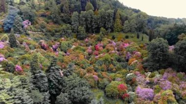 Rengarenk rhododendron çiçekleriyle bezenmiş, yemyeşil ağaçlardan oluşan bir zemin ve berrak bir gökyüzü üzerine kurulmuş bereketli bir yamaç manzarası.