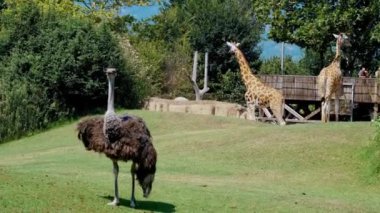 Hayvanlar aleminde çarpıcı bir kontrastı gösteren bir devekuşu ve iki zürafa canlı bir safari parkında ahşap izleme platformları ve yemyeşil yeşilliklerle resmediliyor..