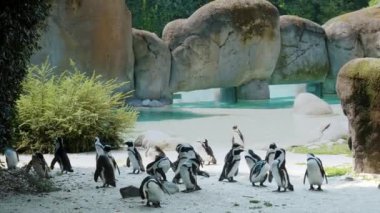 Bir grup penguen, büyük kayalar ve yeşil bitkilerle çevrili bir zooloji parkında sakin, berrak bir mavi su havuzu yakınında çevrelenmiş çevrelerinde kaynaşıp oyun oynuyorlar.