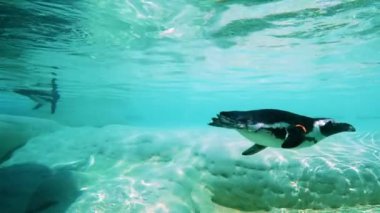 Bir gentoo pengueni kristal berraklığında süzülerek su altında vahşi yaşamın huzur verici güzelliğini gösterir.