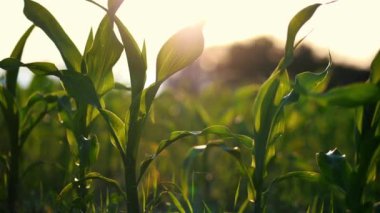 Bereketli yeşil mısır sapları sakin bir akşamda altın güneş ışığının tadını çıkararak kırsal bir ortamda dingin ve canlı bir atmosfer yaratıyor.