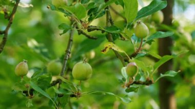 Yeşillik yeşil elma bahçesi dallarda olgunlaşan genç, taze elmaları gösteriyor. Canlı yapraklar ve doğal güneş ışığı meyve bahçesinin bereketini vurgular.