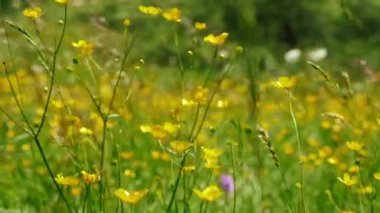 Parlak yaz güneşinin altında parlak sarı düğünçiçekleri olan yemyeşil bir çayır. Doğa temalı tasarımlar ve baskılar için mükemmel.
