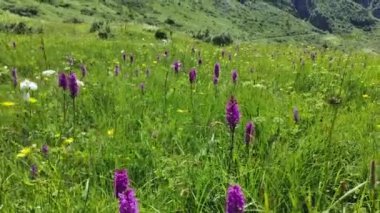 Bereketli yeşil çayır, açık mavi gökyüzünün altında çarpıcı mor kır çiçekleriyle süslenmiş, yaz bitkisinin canlı güzelliğini gözler önüne seriyor.