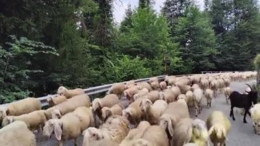 Orman yolunu kaplayan büyük bir koyun ve keçi sürüsü yemyeşil bir ormanlık arazinin sessizliğini bozuyor.