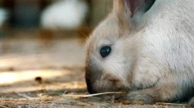 Göz ve kürk dokusuna odaklanmış küçük bir tavşanın samanı kemirirken doğal kumlu arka planda yakalanması.