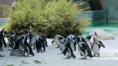 Bir grup Afrikalı penguen, bereketli yeşilliklerle çevrili bir su birikintisinin yanında toplanıp etkileşime geçerek güneşli bir ortamda büyüleyici bir yaban hayatı manzarası sunuyorlar.
