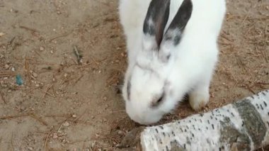 Beyaz ve siyah bir tavşanın güneş ışığının altında uzanan küçük bir dalı keşfederken ve koklarken çekilmiş yakın plan görüntüsü tavşanların doğal merakını ve tapılası görünümünü gözler önüne seriyor.